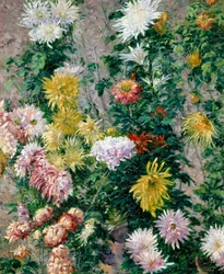 Weiße und gelbe Chrysanthemen, 1893